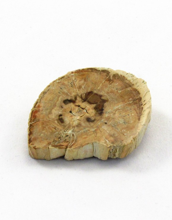 Fosilní dřevo