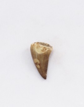 Dinosauří zub