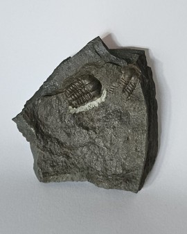 Fosilie trilobita