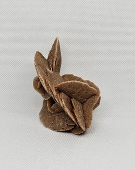 Sádrovec - pouštní růže