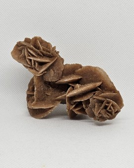 Sádrovec - pouštní růže